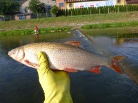 Úhyn ryb na Vsetínské Bečvě
