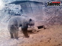 Medvěd uniká, ostřelovač je mu v patách