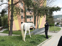 Kůň pobíhal po sídlišti