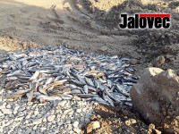 Bečva: Rožnov podpoří rybáře. Sněmovna schválila vznik vyšetřovací komise