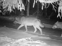 Vlci se vrací na Valašsko. Rozmnožili se po 30 letech