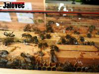 Včelaři v pohotovosti! Mor se šíří Valašskem
